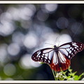 旅する蝶アサギマダラ（020）