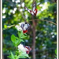 旅する蝶アサギマダラ（027）