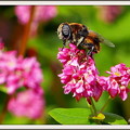 写真: 赤ソバの花&蜂　（95）