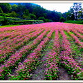 写真: 赤ソバの花畑　（90）