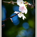 写真: 桜　　（30）