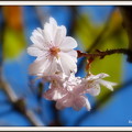 写真: 桜　　（35）