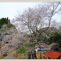 写真: 岩井畝の大桜