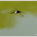 写真: 蜻蛉の飛翔