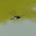 写真: コシアキトンボの飛翔