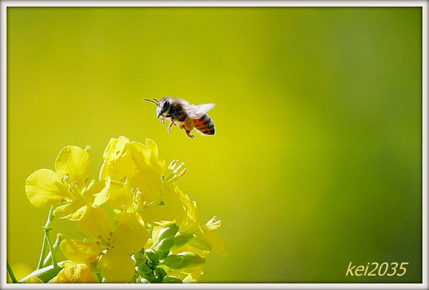 写真: 菜の花&蜜蜂