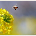 写真: 蜜蜂&菜の花