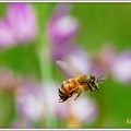 写真: 蜜蜂&レンゲ