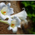 写真: ユリの花