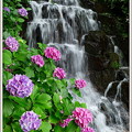 写真: 滝＆紫陽花