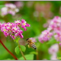 写真: 赤ソバの花＆蜂