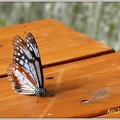 写真: 長距離を旅する蝶アサギマダラ No.1