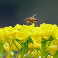 写真: 蜜蜂＆菜の花