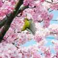 写真: メジロ＆河津桜