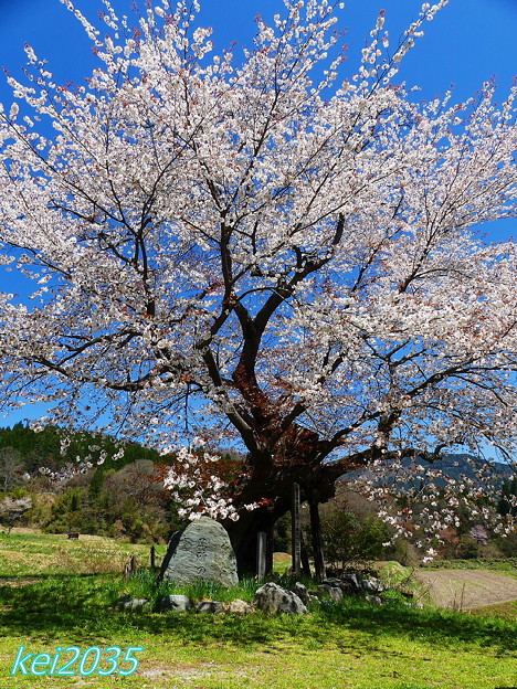 写真: 尾所の桜