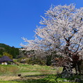 写真: 尾所の桜