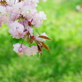 桜色々つづき「普賢像」