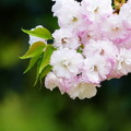 写真: 桜色々つづき「松月」