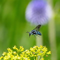 写真: 「幸せを呼ぶ青い蜂」ルリモンハナバチ