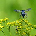 「幸せを呼ぶ青い蜂」ルリモンハナバチ
