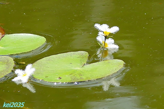 写真: 水辺に咲く花「ガガブタ」