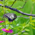 写真: 蝶の舞