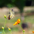 写真: アゲハ蝶の舞