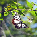 長距離の旅をする蝶「アサギマダラ 」