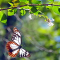 長距離の旅をする蝶「アサギマダラ」