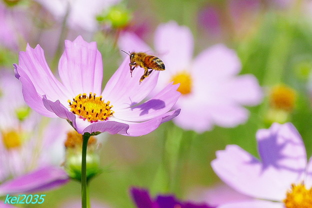 写真: 蜜蜂＆コスモス