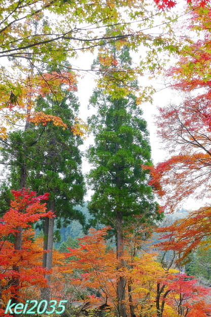 写真: 奥津溪の紅葉