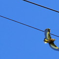 写真: カワラヒワの飛翔