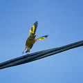 写真: カワラヒワの飛翔