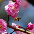 写真: 紅梅＆蜜蜂