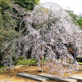曹源寺の枝垂れ桜