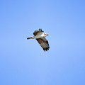 写真: ミサゴの飛翔