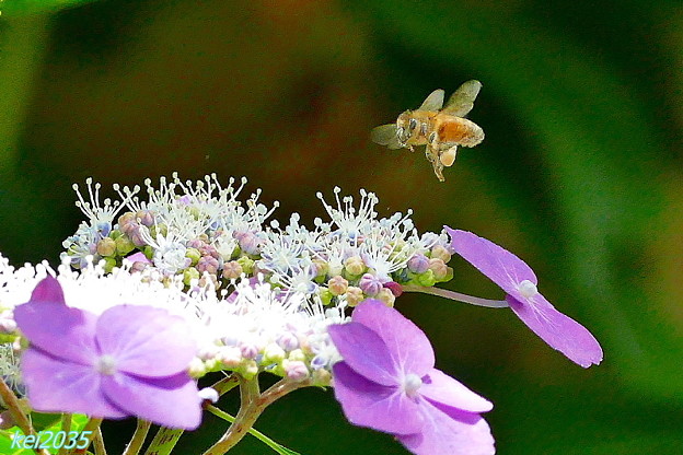 写真: 蜜蜂＆紫陽花