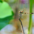 写真: 蜻蛉の飛翔NO.4
