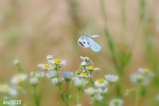写真: 蝶と花