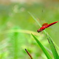写真: 蜻蛉の飛翔NO.4