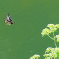 写真: 蝶の舞