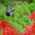 写真: 蝶と彼岸花