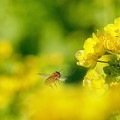 写真: 菜の花＆蜜蜂