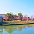 写真: 倉敷川沿いの河津桜