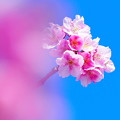 写真: 阿部池の河津桜