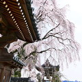 写真: 千光寺のしだれ桜　（１１）