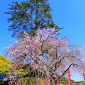 写真: 西方寺の枝垂桜