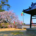 写真: 西方寺の枝垂桜