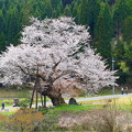 写真: 尾所の桜　（４）