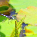 写真: 蜻蛉NO.２